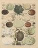 Illustrationen für die Allgemeine Naturgeschichte von Oken für alle Klassen Pl026 - Lorenz Oken — Ansicht des Kunstwerks