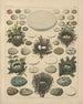 Illustrationen für die Allgemeine Naturgeschichte von Oken für alle Klassen Pl027 - Lorenz Oken — Ansicht des Kunstwerks