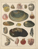Illustrationen für die Allgemeine Naturgeschichte von Oken für alle Klassen Pl034 - Lorenz Oken — Ansicht des Kunstwerks