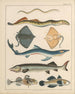Illustrationen für die Allgemeine Naturgeschichte von Oken für alle Klassen Pl040 - Lorenz Oken — Ansicht des Kunstwerks