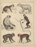 Illustrationen für die Allgemeine Naturgeschichte von Oken für alle Klassen Pl046 - Lorenz Oken — Ansicht des Kunstwerks