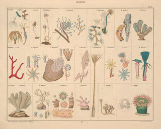 Lorenz Oken - Abbildungen zu Okens Allgemeiner Naturgeschichte fr alle Stnde Pl061.webp