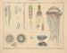 Illustrationen der Allgemeinen Naturgeschichte von Oken für alle Zustände Pl062 - Lorenz Oken — Ansicht des Kunstwerks