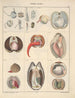 Illustrationen für die Allgemeine Naturgeschichte von Oken für alle Klassen Pl066 - Lorenz Oken — Ansicht des Kunstwerks