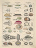 Illustrationen für die Allgemeine Naturgeschichte von Oken für alle Klassen Pl068 - Lorenz Oken — Ansicht des Kunstwerks