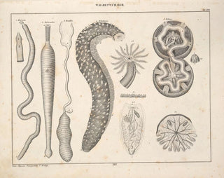 Lorenz Oken - Abbildungen zu Okens Allgemeiner Naturgeschichte fr alle Stnde Pl076.webp