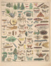 Illustrationen für die Allgemeine Naturgeschichte von Oken für alle Klassen Pl083 - Lorenz Oken — Ansicht des Kunstwerks