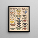 Illustrationen für die Allgemeine Naturgeschichte von Oken für alle Klassen Pl085 - Lorenz Oken — gerahmtes Bild an der Wand