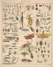 Illustrationen für die Allgemeine Naturgeschichte von Oken für alle Klassen Pl086 - Lorenz Oken — Ansicht des Kunstwerks