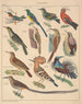 Illustrationen für die Allgemeine Naturgeschichte von Oken für alle Klassen Pl122 - Lorenz Oken — Ansicht des Kunstwerks