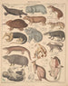 Illustrationen für die allgemeine Naturgeschichte von Oken für alle Klassen Pl134 - Lorenz Oken — Ansicht des Kunstwerks