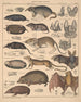 Illustrationen für die Allgemeine Naturgeschichte von Oken für alle Klassen Pl135 - Lorenz Oken — Ansicht des Kunstwerks