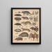 Illustrationen für die Allgemeine Naturgeschichte von Oken für alle Klassen Pl135 - Lorenz Oken — gerahmtes Bild an der Wand