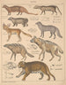 Illustrationen für die Allgemeine Naturgeschichte von Oken für alle Klassen Pl140 - Lorenz Oken — Ansicht des Kunstwerks