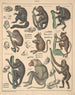 Illustrationen für die Allgemeine Naturgeschichte von Oken für alle Klassen Pl142 - Lorenz Oken — Ansicht des Kunstwerks