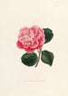 Iconographie du genre Camellia Pl002 - Lorenzo Bartolini — Ansicht des Kunstwerks