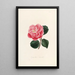 Iconographie du genre Camellia Pl002 - Lorenzo Bartolini — gerahmtes Bild an der Wand