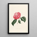 Iconographie du genre Camellia Pl004 - Lorenzo Bartolini — gerahmtes Bild an der Wand