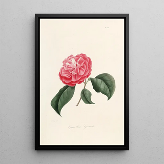 Lorenzo Berlse - Iconographie du genre Camellia Pl004.webp
