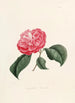 Iconographie du genre Camellia Pl004 - Lorenzo Bartolini — Ansicht des Kunstwerks