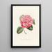 Iconographie du genre Camellia Pl006 - Lorenzo Bartolini — gerahmtes Bild an der Wand