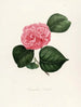 Iconographie du genre Camellia Pl007 - Lorenzo Bartolini — Ansicht des Kunstwerks