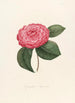 Iconographie des Genres Camellia Pl009 - Lorenzo Bartolini — Ansicht des Kunstwerks