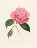 Iconographie du genre Camellia Pl010 - Lorenzo Bartolini — Ansicht des Kunstwerks
