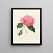 Iconographie du genre Camellia Pl010 - Lorenzo Bartolini — gerahmtes Bild an der Wand