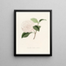 Iconographie des Genres Camellia Pl012 - Lorenzo Bartolini — gerahmtes Bild an der Wand