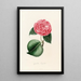 Iconographie des Genres Camellia Pl013 - Lorenzo Bartolini — gerahmtes Bild an der Wand