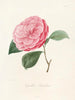 Iconographie du genre Camellia Pl014 - Lorenzo Bartolini — Ansicht des Kunstwerks