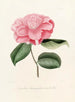 Iconographie du genre Camellia Pl016 - Lorenzo Bartolini — Ansicht des Kunstwerks