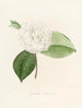 Iconographie du genre Camellia Pl019 - Lorenzo Bartolini — Ansicht des Kunstwerks