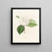 Iconographie du genre Camellia Pl019 - Lorenzo Bartolini — gerahmtes Bild an der Wand