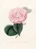 Iconographie des Genres Camellia Pl020 - Lorenzo Bartolini — Ansicht des Kunstwerks