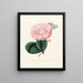 Iconographie des Genres Camellia Pl020 - Lorenzo Bartolini — gerahmtes Bild an der Wand