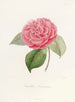 Iconographie du genre Camellia Pl021 - Lorenzo Bartolini — Ansicht des Kunstwerks