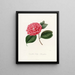 Iconographie des Genres Camellia Pl024 - Lorenzo Bartolini — gerahmtes Bild an der Wand