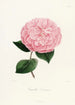 Iconographie du genre Camellia Pl026 - Lorenzo Bartolini — Ansicht des Kunstwerks