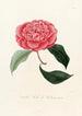 Iconographie des Genres Camellia Pl028 - Lorenzo Bartolini — Ansicht des Kunstwerks