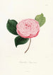 Iconographie du genre Camellia Pl029 - Lorenzo Bartolini — Ansicht des Kunstwerks