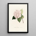 Iconographie des Genres Camellia Pl031 - Lorenzo Bartolini — gerahmtes Bild an der Wand