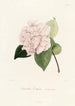 Iconographie des Genres Camellia Pl031 - Lorenzo Bartolini — Ansicht des Kunstwerks