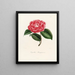 Iconographie du genre Camellia Pl032 - Lorenzo Bartolini — gerahmtes Bild an der Wand