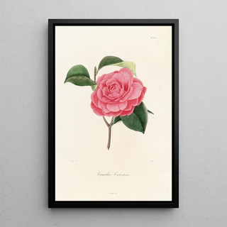 Lorenzo Berlse - Iconographie du genre Camellia Pl033.webp