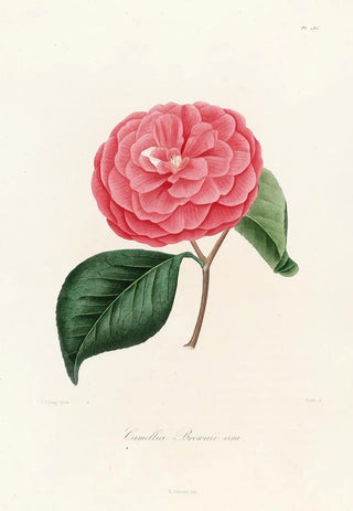 Lorenzo Berlse - Iconographie du genre Camellia Pl035.webp