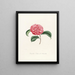 Iconographie des Genres Camellia Pl037 - Lorenzo Bartolini — gerahmtes Bild an der Wand