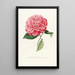 Iconographie du genre Camellia Pl039 - Lorenzo Bartolini — gerahmtes Bild an der Wand