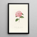 Iconographie des Genres Camellia Pl040 - Lorenzo Bartolini — gerahmtes Bild an der Wand